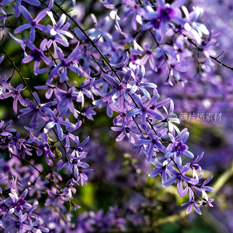 紫皇后花环(Petrea volubilis)开花藤蔓